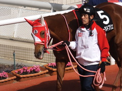 20170225 阪神9R 丹波特別(500) レーヌドブリエ 10