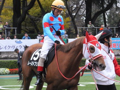 20151123 東京10R 鷹巣山特別 レーヌドブリエ 19