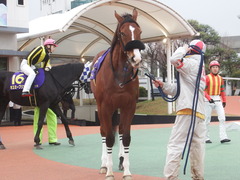 20190206 大井11R 金盃(S2) ユーロビート 18
