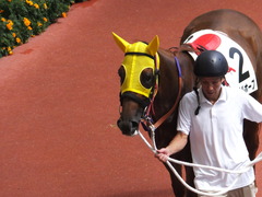 20150920 阪神7R 3歳上500万下 イサチルホープ 07