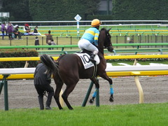 20161030 東京4R 2歳メイクデビュー ビルズトレジャー 23