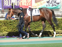 20190126 東京5R 3歳未勝利 ピンシェル 06