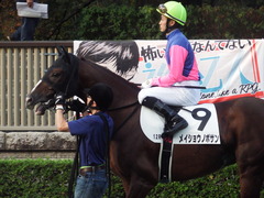20181111 東京11R (1000) メイショウノボサン 12
