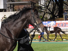 20150131 東京2R 3歳未勝利 コスモポッポ 07