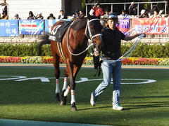 20141116 東京10R ショウナンアポロン 08