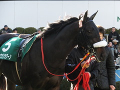 20140119 中山競馬場 ショウナンラグーン 10