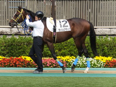 20141026 東京4R ラッシュアタック 08