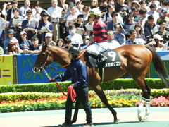 20180520 東京8R 日吉特別(1000) メガポリゴン 15