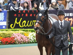 20161030 東京4R 2歳メイクデビュー ビルズトレジャー 10