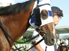 20180814 大井5R ミッドサマー賞 B1B2 プエルト 15