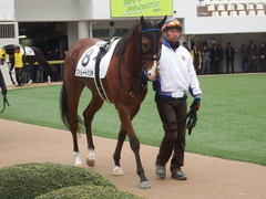 20190112 中山5R 3歳未勝利 ストレートパンチ 10