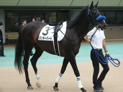 20180617 東京8R (500) ミッキーバード 02