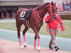 20190126 東京10R クロッカスS 3歳OP オトナノジジョウ 06