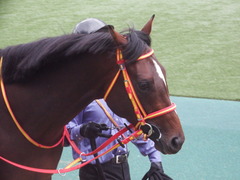 20190427 東京11R 青葉賞(G2) ピンシェル 11