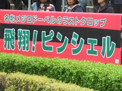 20190427 東京11R 青葉賞(G2) ピンシェル 01