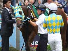20150913 中山11R 京成杯AHC(G3) アルマディヴァン 13
