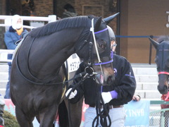 20170114 京都8R 4歳上牝馬500万下 サラマンカ 04