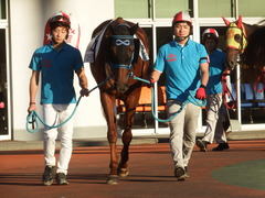 20181115 大井3R 2歳220万下 ドナアンブロージア 04