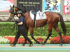 20181118 東京8R (1000) ノーモアゲーム 05