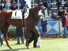 20150228 中山3R 3歳未勝利 ショウナンアイ 06