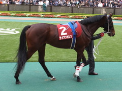 201301109 東京 ライアンセンス 06
