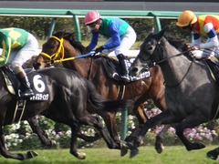 20170226 中山9R 富里特別4上(500) トーセンカナロア 23