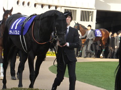 20141228 中山10R 有馬記念 サトノノブレス 04