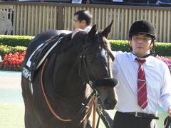 20161105 東京9R 南武特別(1000) マイネルサージュ 13