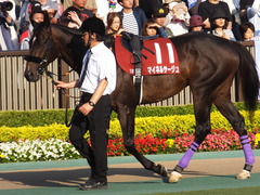 20170528 東京12R 目黒記念(G2) マイネルサージュ 13