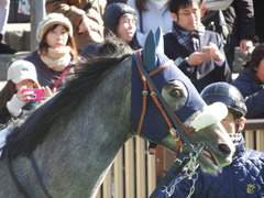 20180127 東京5R 3歳未勝利 ウェディングベール 09
