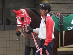 20190216 東京11R ダイヤモンドS(G3) ピッツバーグ 03