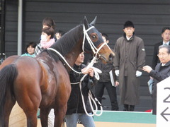 20150124 中山11R アレキサンドライトS ショウナンアポロン18