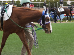 20150124 中山8R 4歳上500万下 バシニアティヴ 05