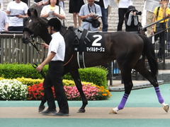 20160619 東京9R 芦ノ湖特別(1000) マイネルサージュ 11