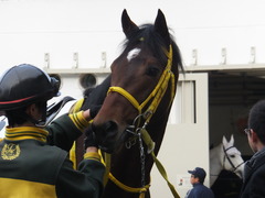 20150104 中山2R 3歳未勝利 ノーブルクリスタル 07