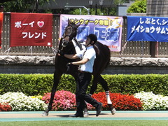 20150628 東京6R 3歳未勝利 コスモポッポ 08
