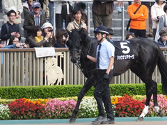 20161113 東京11R オーロカップ(OP) ショウナンアチーヴ 12