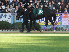 20190105 中山11R 中山金杯(G3) マイネルサージュ 11