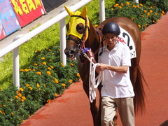 20150920 阪神7R 3歳上500万下 イサチルホープ 03