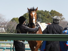 20140308 中山6R レッドリベリオン 18