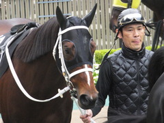 20141108 東京9R ショウナンアポロン 05
