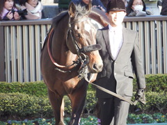 20180127 東京11R 白富士S(OP) マイネルサージュ 07