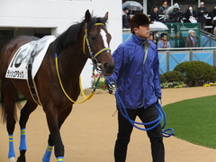 20150308 中山5R 3歳未勝利 ラッシュアタック 06