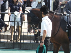 20160522 東京10R フリーウェイS(1600) ロジダーリング 05