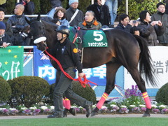 20140119 中山競馬場 ショウナンラグーン 03