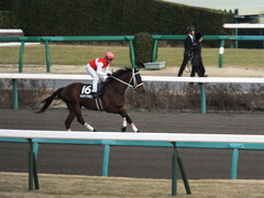 20150124 中山11R アレキサンドライトS ショウナンアポロン13