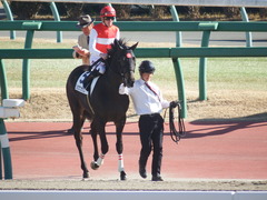20190119 中山2R 3歳未勝利 ショウナンサジン 14