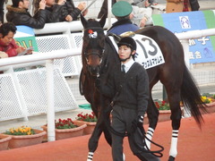 20181208 阪神12R (500) マッスルマサムネ 14