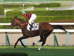 20170909 中山12R 3歳上500万下 メガポリゴン 20