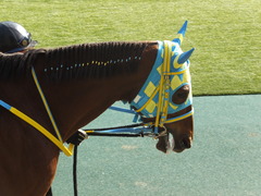 20150221 東京10R 初音S4歳上1600万下 アルマディヴァン 02
